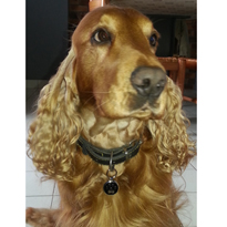 Charlie et sa médaille Patte noire