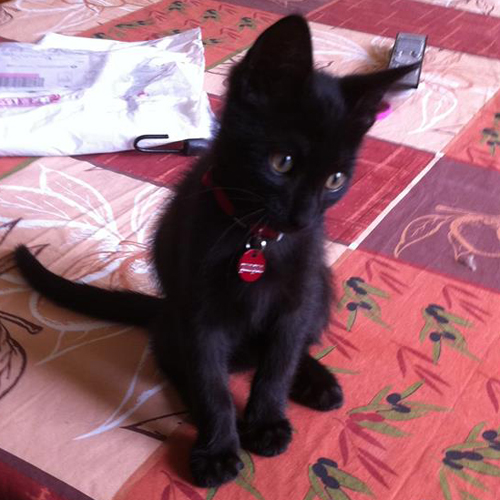 Pompon et son collier pour chaton
