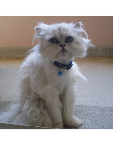 Collier Chat Red Dingo couleur bleu foncé - Saphir