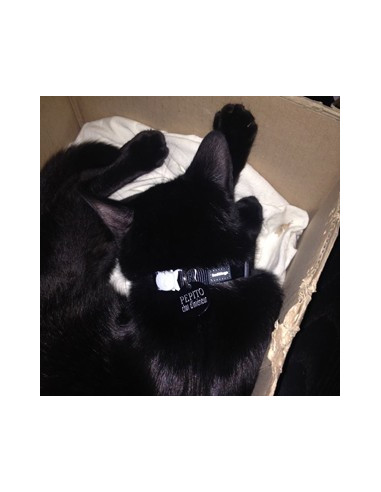 Collier anti-étranglement Red Dingo noir pour chat - Pépito