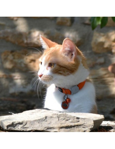 Collier Red Dingo uni orange pour chat - Frimousse