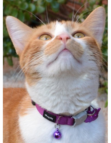 Collier violet pour chat Red Dingo - Frimousse