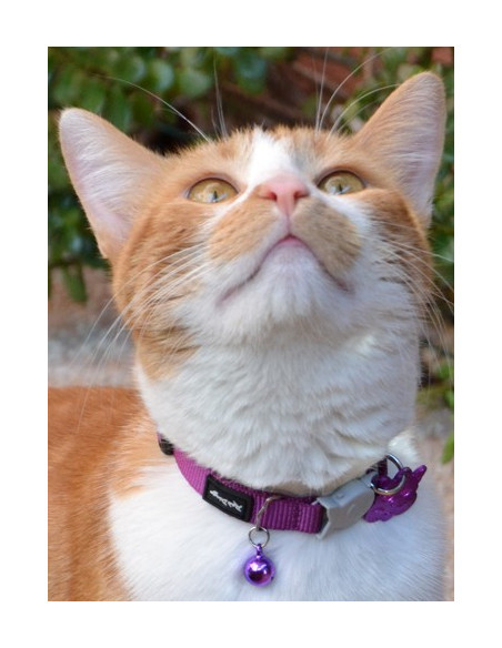 Collier violet pour chat Red Dingo - Frimousse