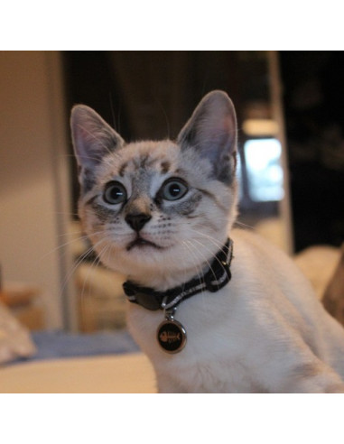 Green et sa médaille noire avec arête de poisson