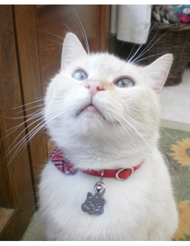 Médaille pour chat "Tête de chaton"...