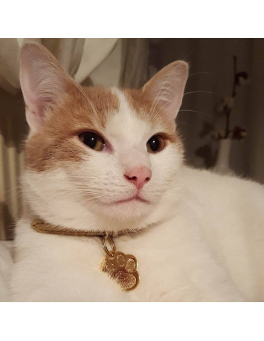 Médaille en forme de patte de chat dorée brillante - Cocooning