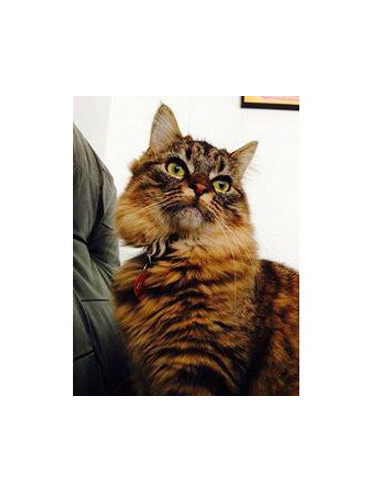 Médaille pour votre Chat Ronde de 2,5cm - La Boutique à Pierrot