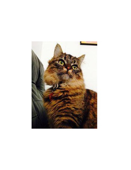 Médaille pour votre Chat Ronde de 2,5cm - La Boutique à Pierrot