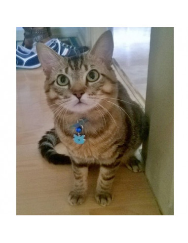 Médaille forme de Chat Zen Bleu - Dodi