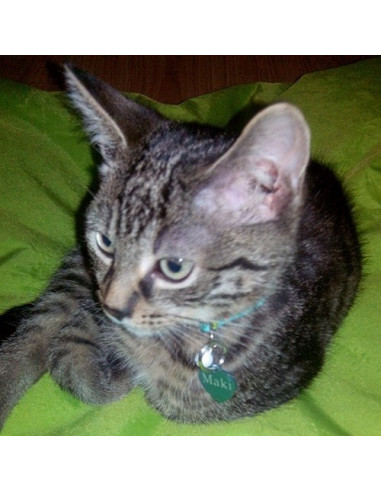 Médaille Cœur Alu pour chat, taille 2,7x2,5cm - La Boutique à Pierrot