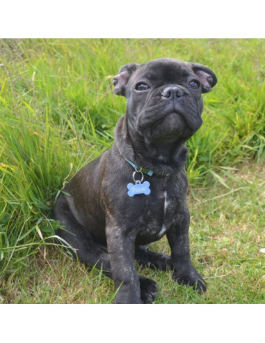 Médaille pour chien forme os alu bleu ciel - Poker