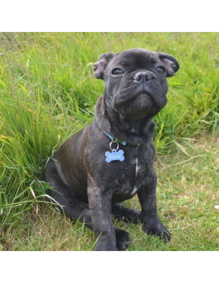 Médaille pour chien forme os alu bleu ciel - Poker