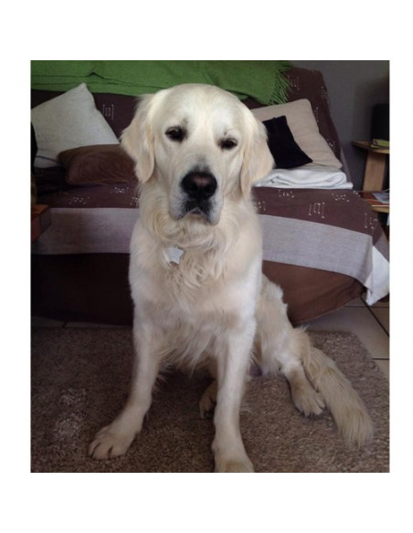 Pendentif Etoile pour chien Métal - Shaka