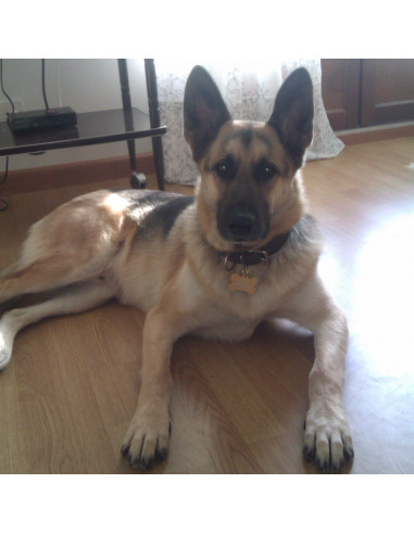 Médaille pour chien en forme de grand os doré - Cali