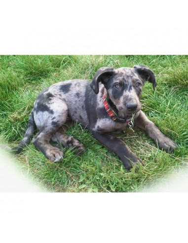 Médaille pour chien "Patte Polie" 3,5...