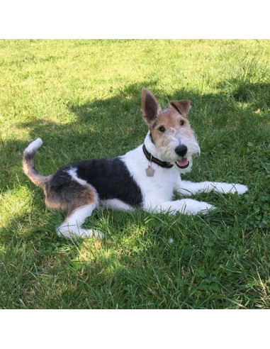 Médaille pour chien Niche Tradi' 3 cm...