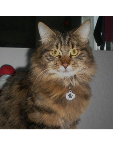 Médaille pour chat "Etoile strass" 2cm