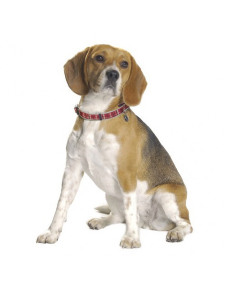 Laisse pour chien écossaise Bobby Kilt - La Boutique à Pierrot