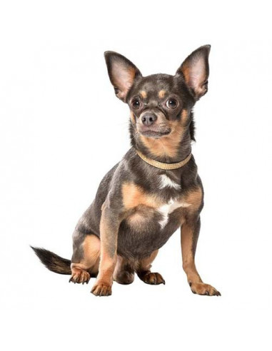 Collier pour chien "Cosmos" Bobby