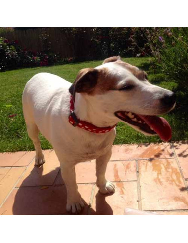 Collier pour chien "Motif Pois" Red...
