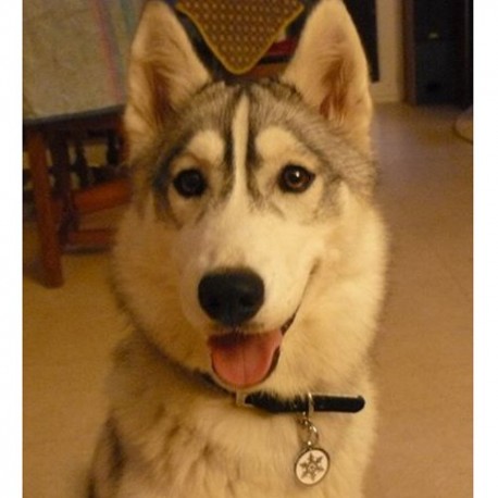 Médaille pour chien Red Dingo flocon...