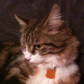 Buzz et sa médaille pour chat, tête de chat alu, orange