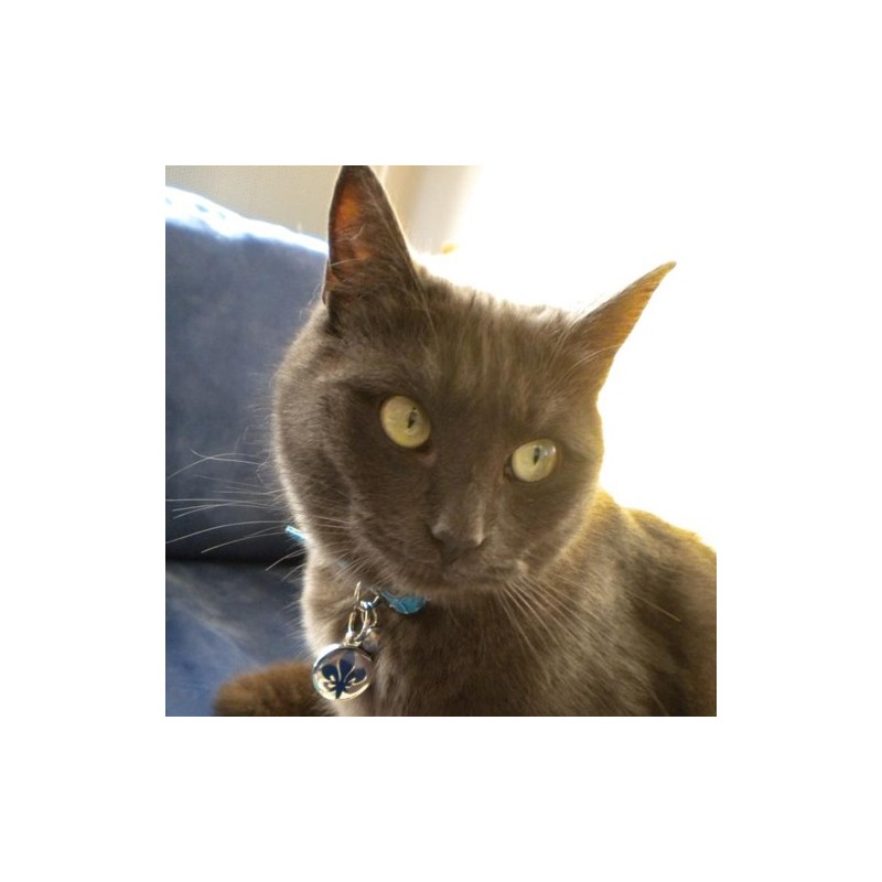 Medaille Gravee Pour Chat Fleur De Lys Bleu La Boutique A Pierrot