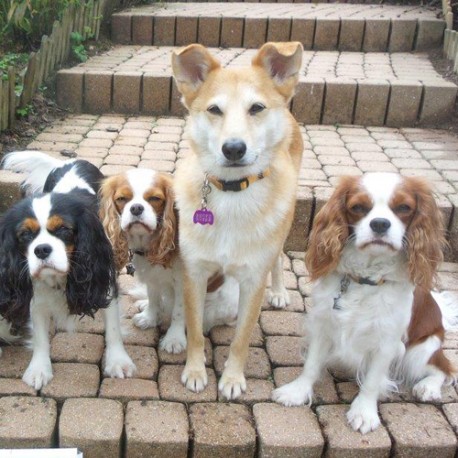 Médaille pour chien "Tête de Toutou"...